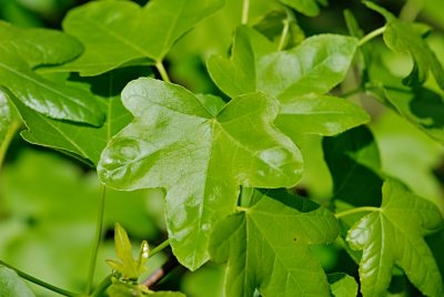 Liquidambar styraciflua 'Rotundiloba' - ambroň západní - jarní listy
